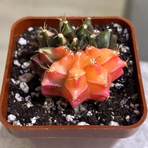 Gymnocalycium mihanovichii hybrid f. variegata