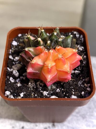Gymnocalycium mihanovichii hybrid f. variegata