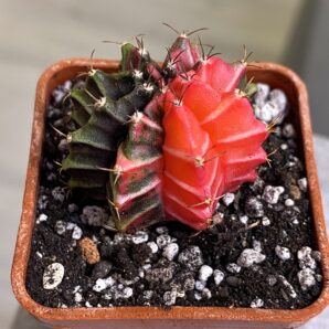 Gymnocalycium mihanovichii hybrid f. variegata