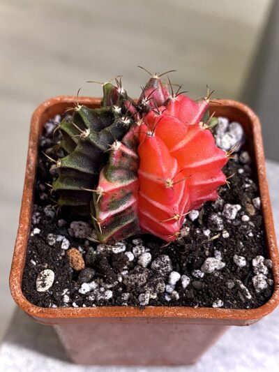 Gymnocalycium mihanovichii hybrid f. variegata