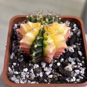 Gymnocalycium mihanovichii hybrid f. variegata