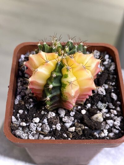 Gymnocalycium mihanovichii hybrid f. variegata