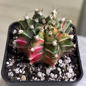 Gymnocalycium mihanovichii hybrid f. variegata