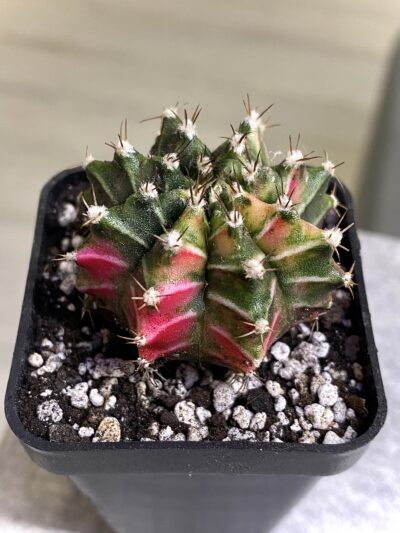 Gymnocalycium mihanovichii hybrid f. variegata