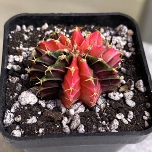 Gymnocalycium mihanovichii hybrid f. variegata
