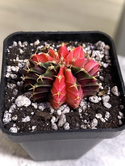Gymnocalycium mihanovichii hybrid f. variegata