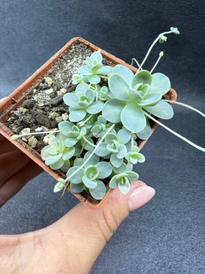 Orostachys