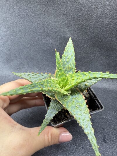 Aloe hybr - Зображення 2