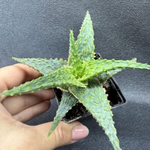 Aloe hybr