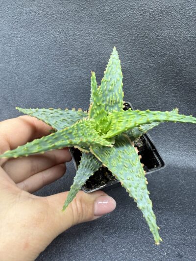 Aloe hybr
