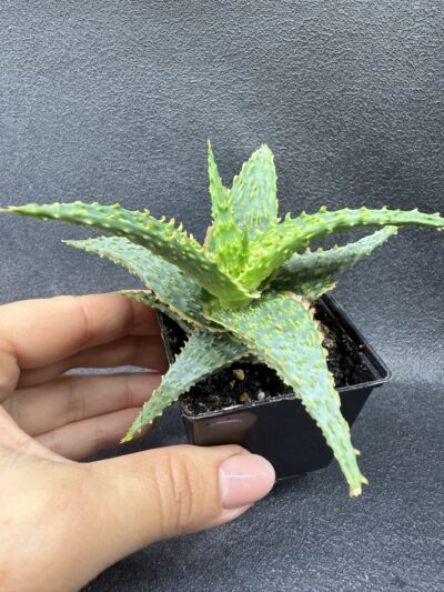 Aloe hybr - Зображення 3
