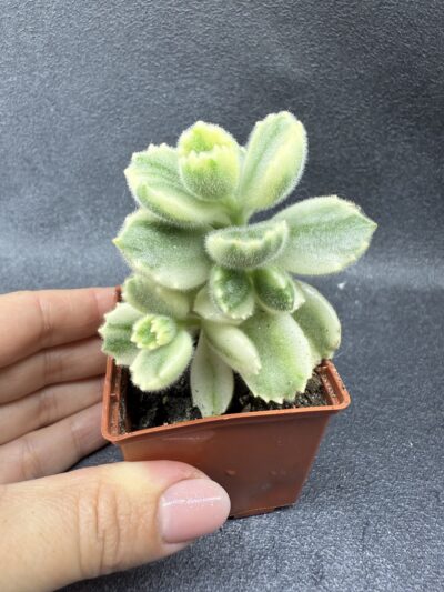 Cotyledon tomentosa variegata - Зображення 3