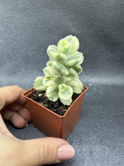 Cotyledon tomentosa variegata - Зображення 2