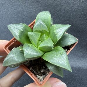 Haworthia retusa