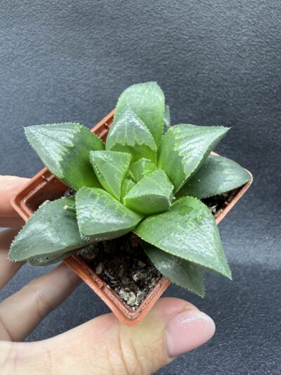 Haworthia retusa