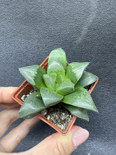Haworthia retusa - Зображення 2