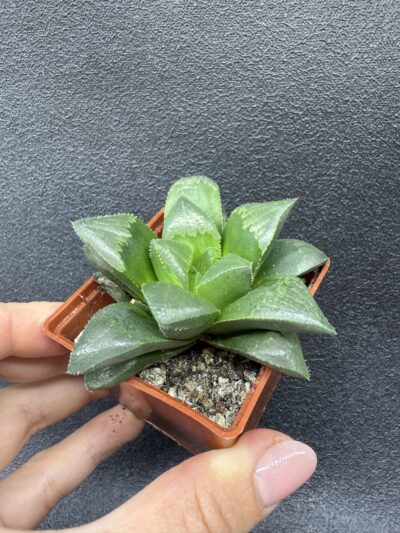 Haworthia retusa - Зображення 3