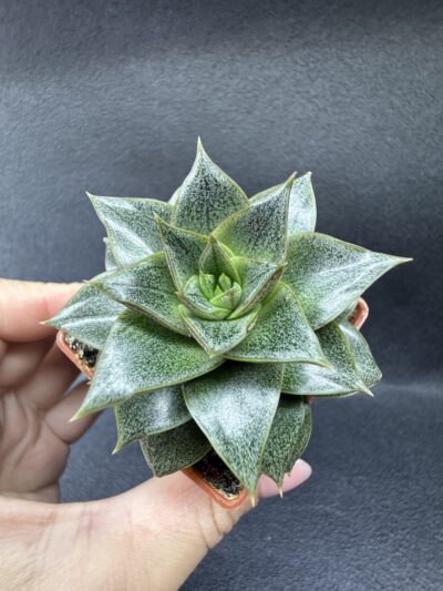 Echeveria purpusorum