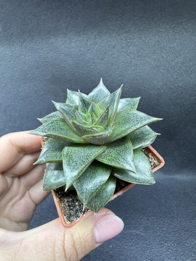 Echeveria purpusorum - Зображення 4