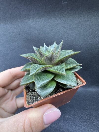 Echeveria purpusorum - Зображення 3
