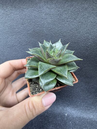 Echeveria purpusorum - Зображення 2