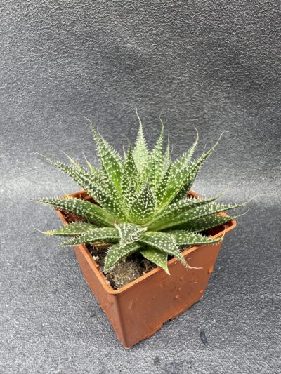 Aloe Aristata - Зображення 2