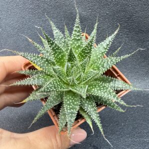 Aloe Aristata