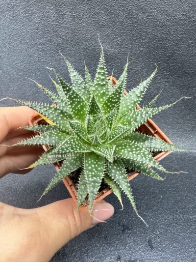 Aloe Aristata