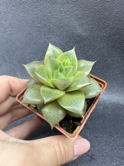 Echeveria purpusorum
