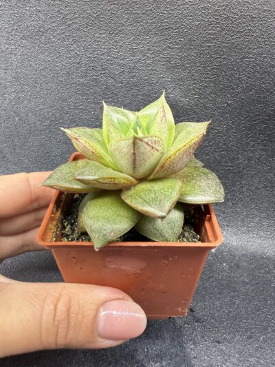 Echeveria purpusorum - Зображення 3