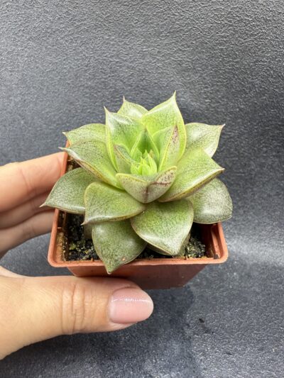 Echeveria purpusorum - Зображення 2
