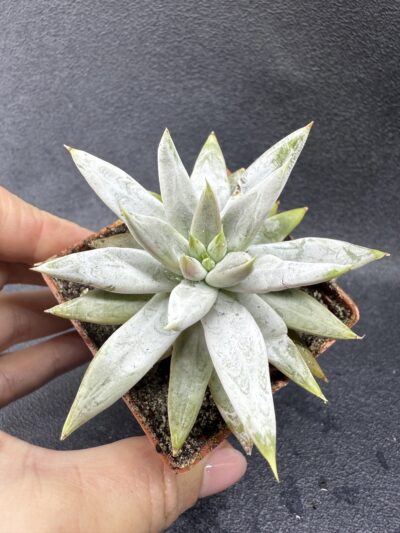 Echeveria tolimanensis - Зображення 2