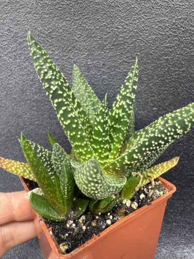 Haworthia - Зображення 2