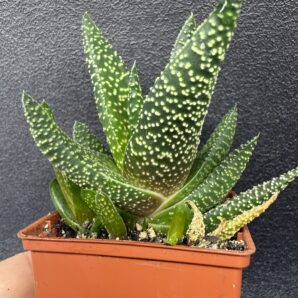 Haworthia