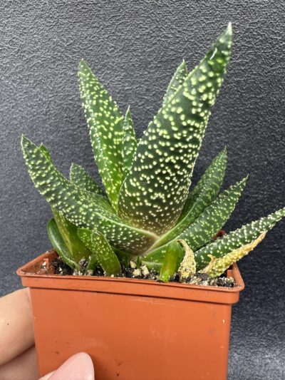Haworthia