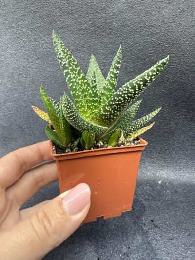 Haworthia - Зображення 3