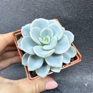 Echeveria Orpet