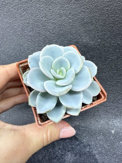 Echeveria Orpet