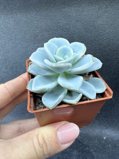 Echeveria Orpet - Зображення 2