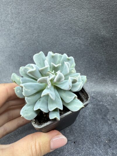 Echeveria Topsy Turvy - Зображення 2