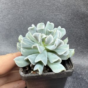 Echeveria Topsy Turvy