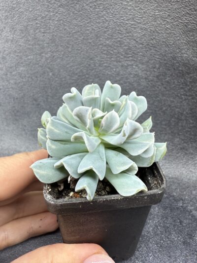 Echeveria Topsy Turvy