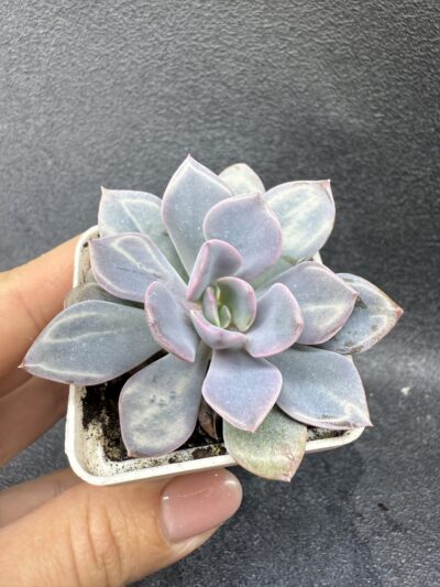 Echeveria Debbie - Зображення 2