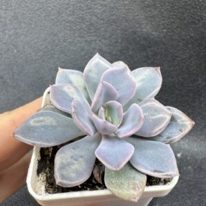 Echeveria Debbie