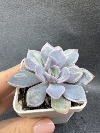 Echeveria Debbie