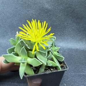 Faucaria Bosscheana