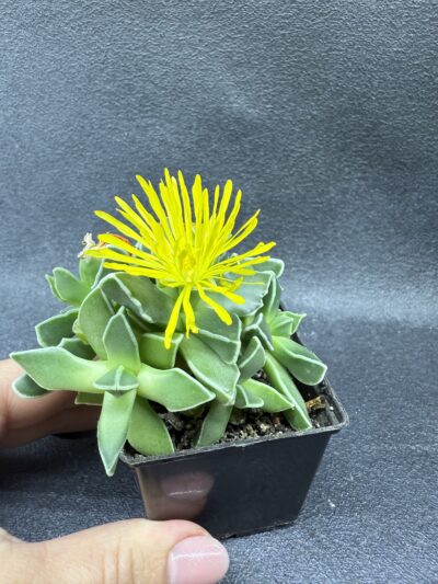Faucaria Bosscheana