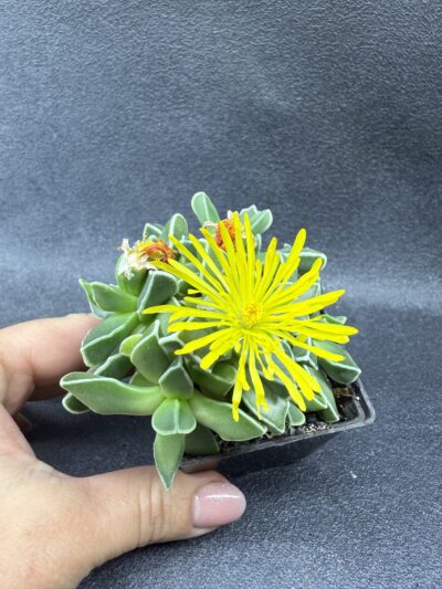 Faucaria Bosscheana - Зображення 2