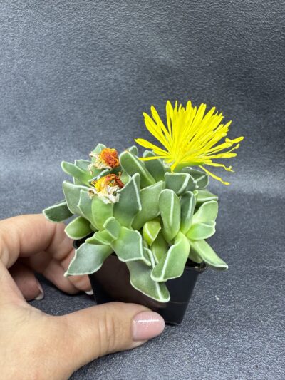 Faucaria Bosscheana - Зображення 4