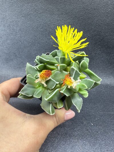 Faucaria Bosscheana - Зображення 3